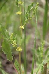 Rumex pulcher pulcher