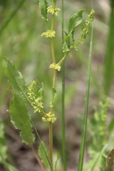 Rumex pulcher pulcher