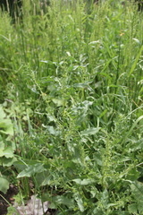 Rumex pulcher pulcher