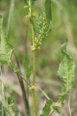 Rumex pulcher pulcher