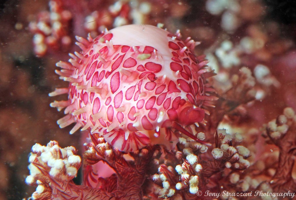 Cavanagh's Egg Cowry