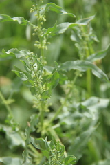 Rumex pulcher pulcher