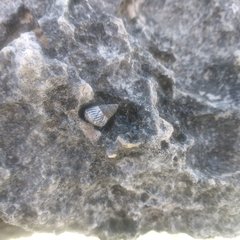 Echinolittorina ziczac