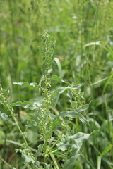 Rumex pulcher pulcher