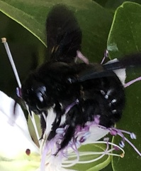 Xylocopa