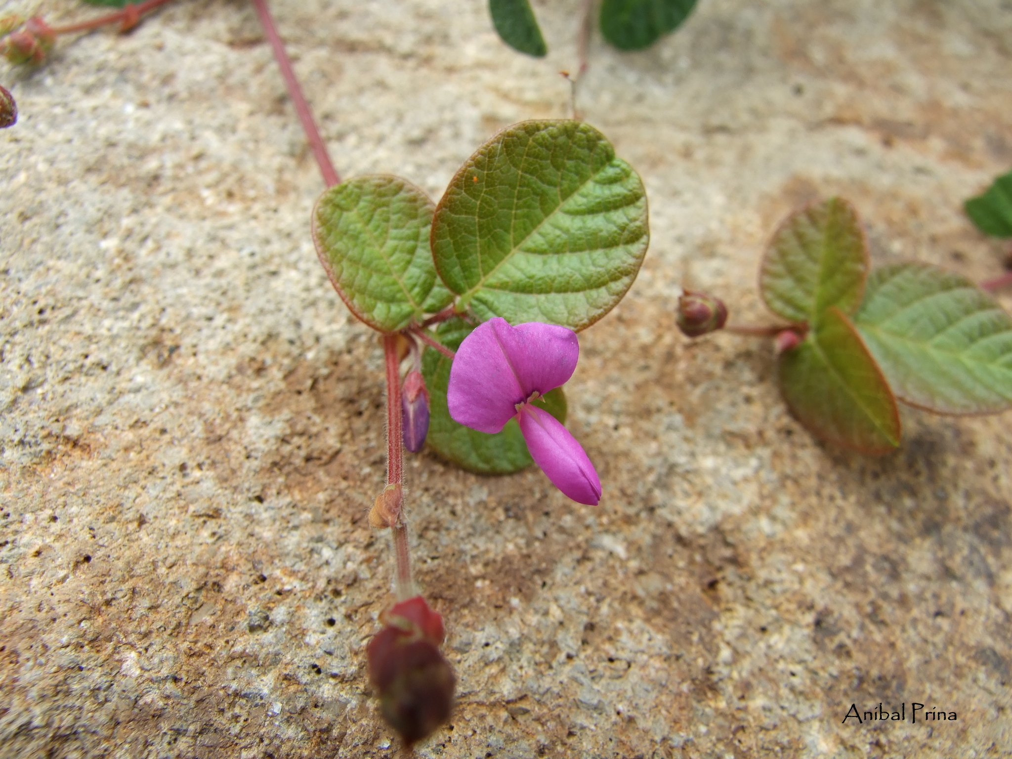 Desmodium molliculum image