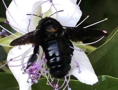 Xylocopa