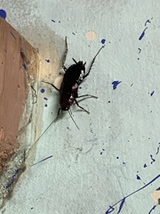 Blattinae