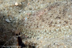 Aseraggodes lenisquamis