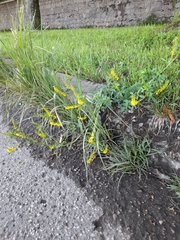 Melilotus officinalis