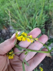 Melilotus officinalis