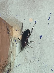 Blattinae