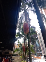 Arecaceae