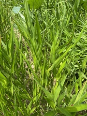 Panicum hemitomon