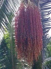 Arecaceae
