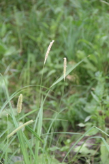 Alopecurus arundinaceus