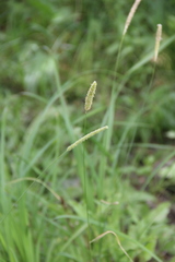 Alopecurus arundinaceus