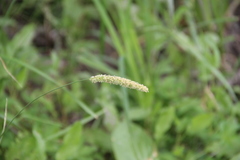 Alopecurus arundinaceus