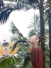 Arecaceae