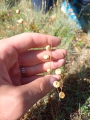 Linum leonii