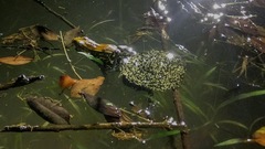 Hydrophylax bahuvistara