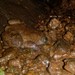 Nyctibatrachus humayuni - Photo (c) swanand kesari, osa oikeuksista pidätetään (CC BY-NC)