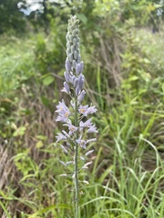 Camassia angusta