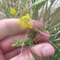 Crotalaria longirostrata