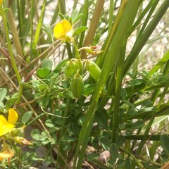Crotalaria longirostrata