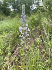 Camassia angusta