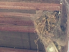 Troglodytes troglodytes