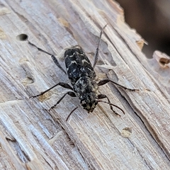 Xylotrechus