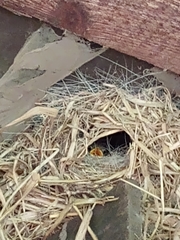 Troglodytes troglodytes