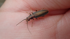 Oxycopis
