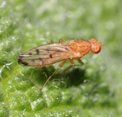 Opomyza florum