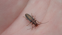 Oxycopis