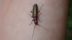 Oxycopis