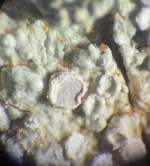 Pertusaria subambigens