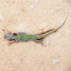 Podarcis pityusensis formenterae