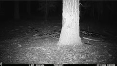 Glaucomys oregonensis