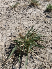 Pyrrocoma racemosa sessiliflora