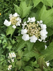 Viburnum trilobum image