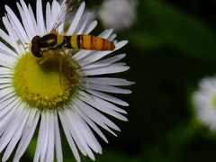 Sphaerophoria indiana