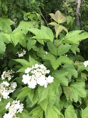 Viburnum trilobum image