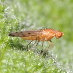 Opomyza florum