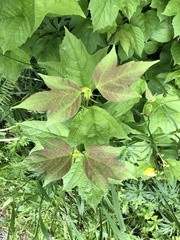 Media resource of Viburnum trilobum