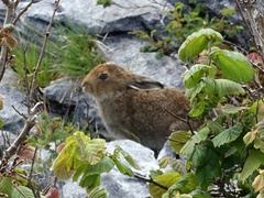 Lepus timidus hibernicus