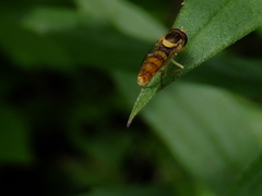 Sphaerophoria indiana