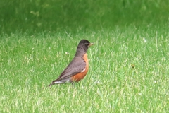 Turdus migratorius