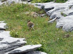 Lepus timidus hibernicus